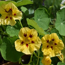 Outsidepride Tropaeolum Nasturtium Peach Melba Vine & Plant Flower Seeds - 400 Seeds