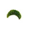 Java Moss on Coconut Shell Driftwood Bridge Live Aquatic Plant