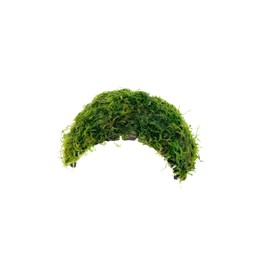 Java Moss on Coconut Shell Driftwood Bridge Live Aquatic Plant for Freshwater Fish Tank Decoration