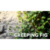 Creeping Fig Vine | 30 Live Plants | Ficus Pumila