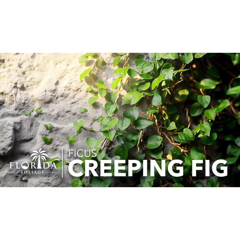 Creeping Fig Vine | 30 Live Plants | Ficus Pumila