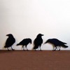 4 Pcs Crow Acrylic Bird Sculpture Bird Silhouette Garden Art