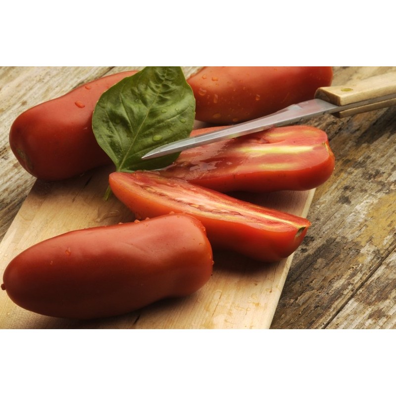 SAFLAX - Tomato - San Marzano - 10 Seeds -