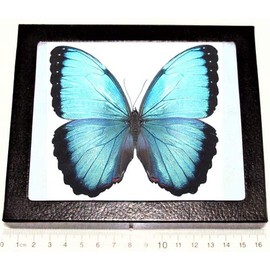 BicBugs Morpho peleides Male Real Framed Butterfly Blue Peru