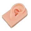 3D Nose and Mouth Model Silicone Ear Model Simulation Display