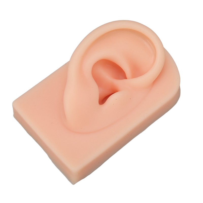 3D Nose and Mouth Model Silicone Ear Model Simulation Display
