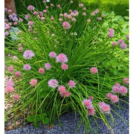 TomorrowSeeds - Onion Chives - 1500+ Count - USA Garden Vegetable Perennial Herbs Purple Flowering Green Onion Scallion French American Chives Seeds Non GMO for 2025 Season