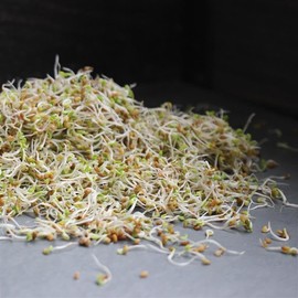 Organic Sandwich Blend Sprouting Seeds 1 Lb – Non-GMO, Fast-Growing Mix of Radish & Clover – High Protein, Crisp Texture, 4–6 Day Harvest – Easy Sprouts for Salads, Sandwiches, Jars or Trays