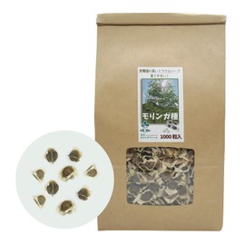 Amakusa Moringa Farm, Moringa Seeds, Home Cultivation, For Home Gardens, Moringa Oleifera (Wasabinoki), 1000 pcs + α
