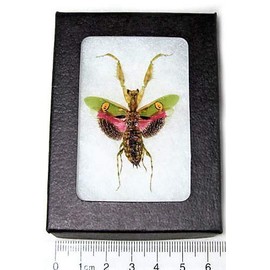 BicBugs Creobroter gemmatus Real Framed Pink Praying Mantis Indonesia