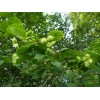 Buy Rare Seeds Corylus avellana | Hazel | 5_Seeds