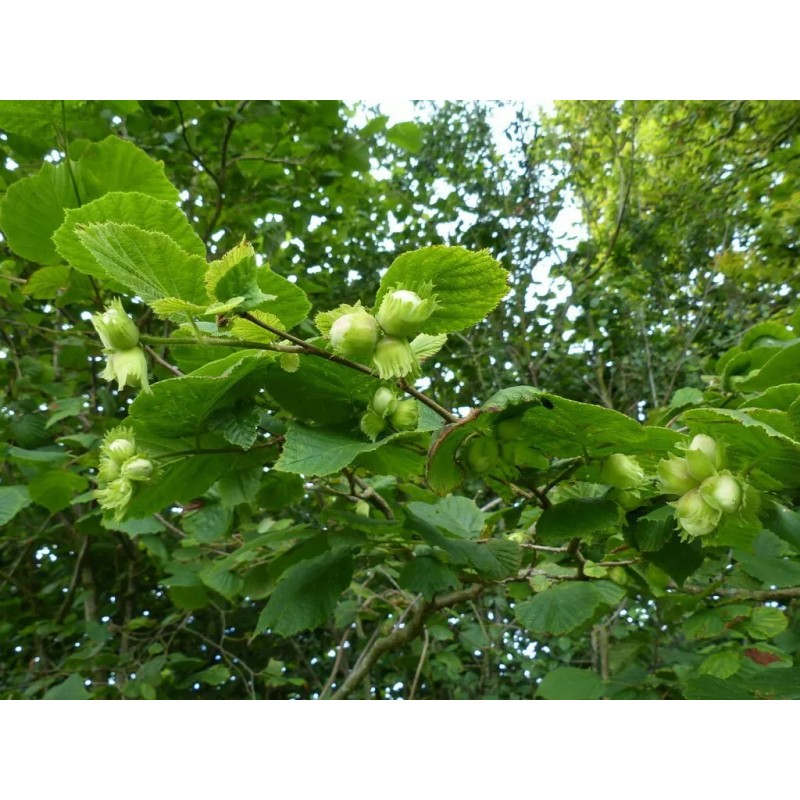 Buy Rare Seeds Corylus avellana | Hazel | 5_Seeds