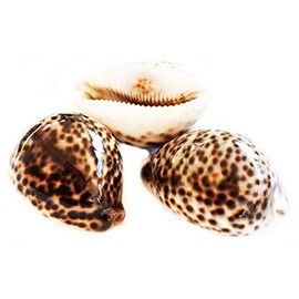 Florida Shells and Gifts Inc. Set of 3 Select Tiger Cowrie (Cypraea Tigris) Shell 2" (50-64mm) Beach Arts & Crafts