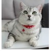 Cat Collar, Cat Collar with Bell, Flexible Material, Adjustable Length,