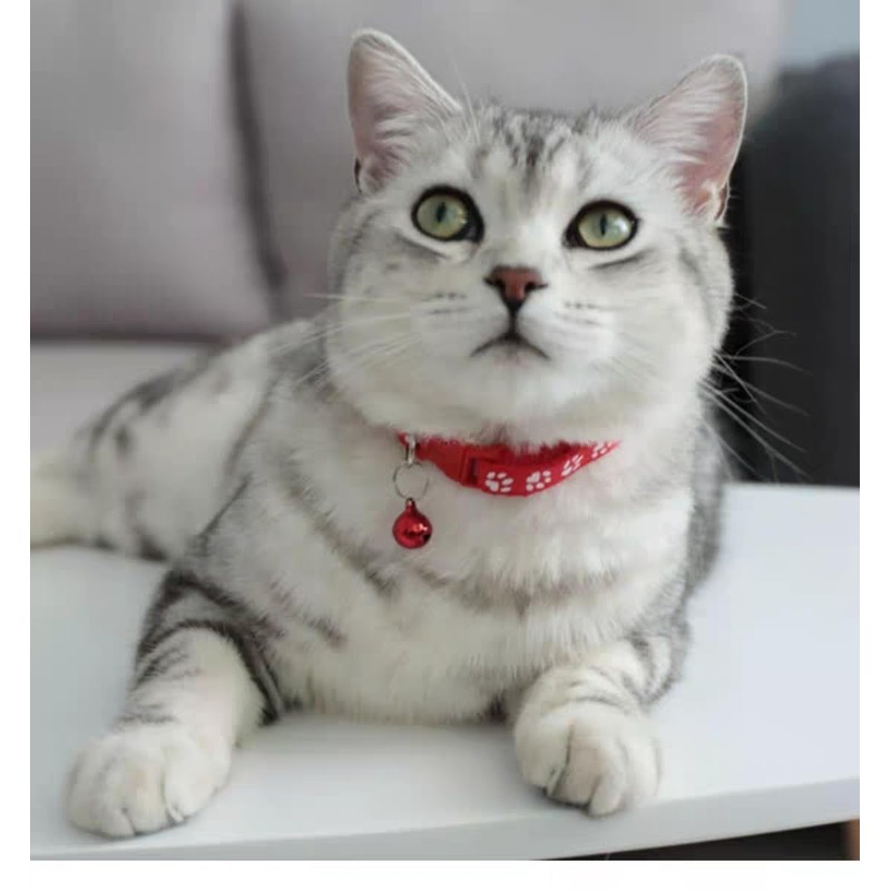 Cat Collar, Cat Collar with Bell, Flexible Material, Adjustable Length,