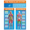 Tinlade Anatomy Muscle Chart Workout Posters Muscular System Phys Ed