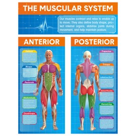 Tinlade Anatomy Muscle Chart Workout Posters Muscular System Phys Ed Anatomical Poster Set Extra Large 34.5” x 26.5” Gym Poster Laminated for Physical Education Workouts and Classroom Decoration Use