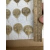 Horseshoe Crab Shells Molts - 5 Piece Lot - $25