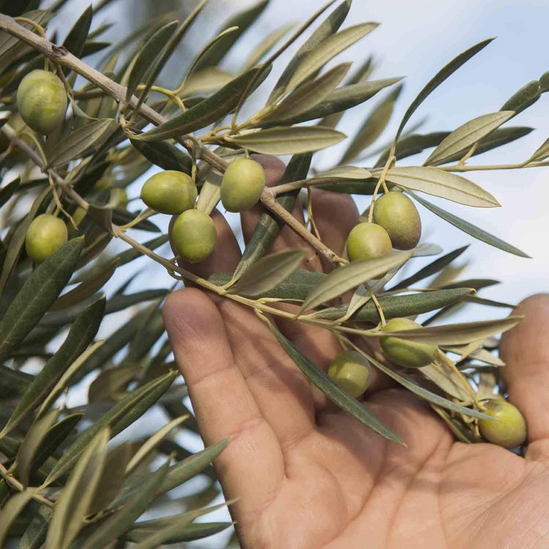 ALDONZA Aceite de Oliva Extra Virgen .500 ml