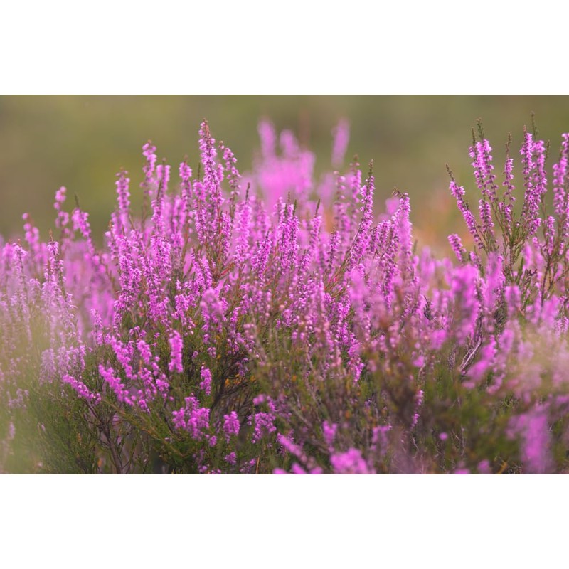 Lowhill Valley Heather Flower Herbal Tea - The Tranquil Elixir