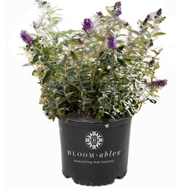 Blooming & Beautiful - Flutterby Petite Blue Heaven Butterfly Bush - 3 gal - Bloomables - Deciduous Shrub - Violet-Blue Cluster Flowers - Zones 5-10 - Buddleia ‘Podaras #8’ - 3 Gallon Pot