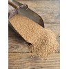 Homestead Harvest Ernst Grain Soft Red Wheat, Non-GMO (50 lb)