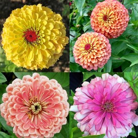 50+Zinnia Flower Seeds for Planting Outdoor-Zinnia Flower Seeds Plant for Container Garden, Cut Flower Garden Drought Tolerant