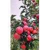 100 Pcs Apple Seeds for Planting, Heirloom, Non GMO