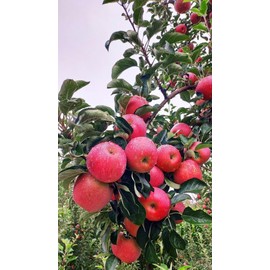 100 Pcs Apple Seeds for Planting, Heirloom, Non GMO