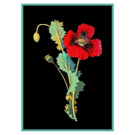 Orenco Originals Opium Poppy Flower Mary Delany Counted Cross Stitch Pattern