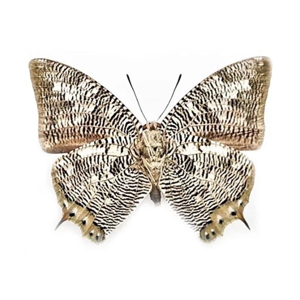 Anaea cyanea VERSO ONE REAL BUTTERFLY SNAKE MIMIC PERU UNMOUNTED