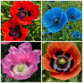 6000+ California Poppy Seeds for Planting - Aunnal California Poppy Open-Pollinated Non GMO Heirloom Seeds