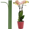 EESC2Y 10-PCs 15-3/4" Plastic Coated Orchid Stakes for Plants Support,