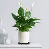 TWZKXC 8 Pcs 4.35" Plant Saucer Drainage Rack Stand, Pot