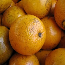FLORIDA ORANGE TREE Gardner oranges sweet and juicy perfect house plant 10 seeds