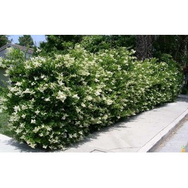 Ligustrum Recurvifolia | 1 Extra Large 3 Gallon Plant | Ligustrum sinense 'Recurvifolium' | Lush Green Privacy Hedge | Ideal for Landscaping | Vibrant Garden Shrub