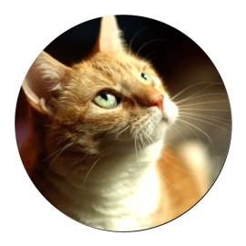 Fashion Jewelry ORANGE CAT PET ANIMAL FACE Large Pendant On 925 Sterling Silver  22" necklace