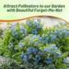 Outsidepride Blue Forget Me Not Seeds - 10000 Pcs Low