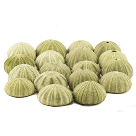 Sea Urchins Shells for Air Plants - 18 Green (1.75-2.5") Sea Urchin Shells - Hanging Air Plant Holder - Air Plants Live Holders - Air Plant Pot - No Plants Included