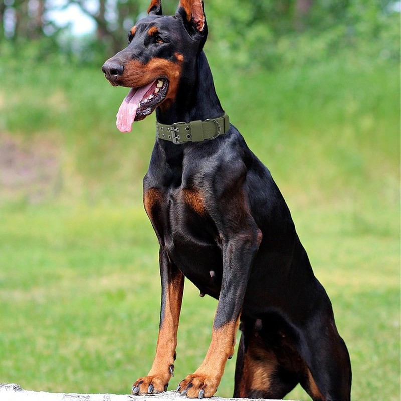 JSXD Tactical Dog Collar,Military Grade Nylon with Soft Padded Lining,1.5