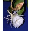 Zensability CUTTING - Epiphyllum oxipetalum 'Queen of the Night' -4-6"