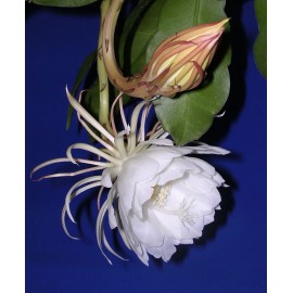 Zensability CUTTING - Epiphyllum oxipetalum 'Queen of the Night' -4-6" -Buy One Get One Free