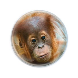 Magnidome - Orangutan from Deluxebase. Round Crystal Glass Animal Fridge Magnet, Strong Magnetic Hold, Great Animal Magnets for Refrigerator, Home Decor and Gifts.