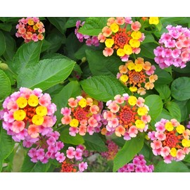 Lantana Mix 100+ Seeds Flowers Planting for Outdoor or Indoor