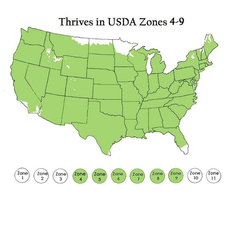 1 Gal. Endless Summer Original