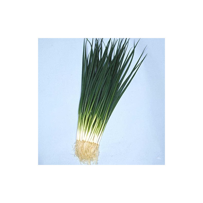 Onion Seeds - Bunching - Kyoto Kujo Negi - 3