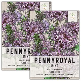 Seed Needs, Pennyroyal Mint Seeds - 1,000 Heirloom Seeds for Planting Mentha pulegium - Medicinal Herb Non-GMO & Untreated for Indoor/Outdoor Gardens (2 Packs)