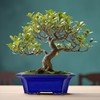 MUZHI Blue Bonsai Plant Pot 10” with Drip Saucer, Classic