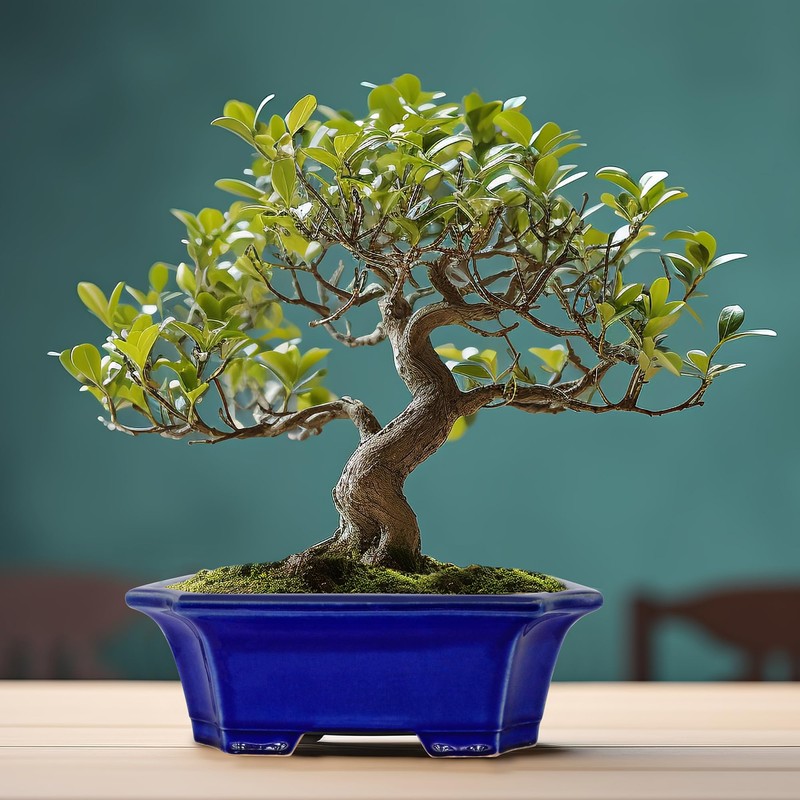 MUZHI Blue Bonsai Plant Pot 10” with Drip Saucer, Classic