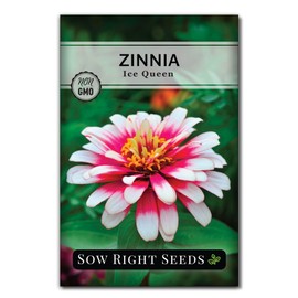 Sow Right Seeds - Zinnia Ice Queen Flower Seeds for Planting - Beautiful Flowers to Plant in Your Garden - Non-GMO Heirloom Seeds - Pink with White Tips Variety - Attract Pollinators - Cut Flower (1)